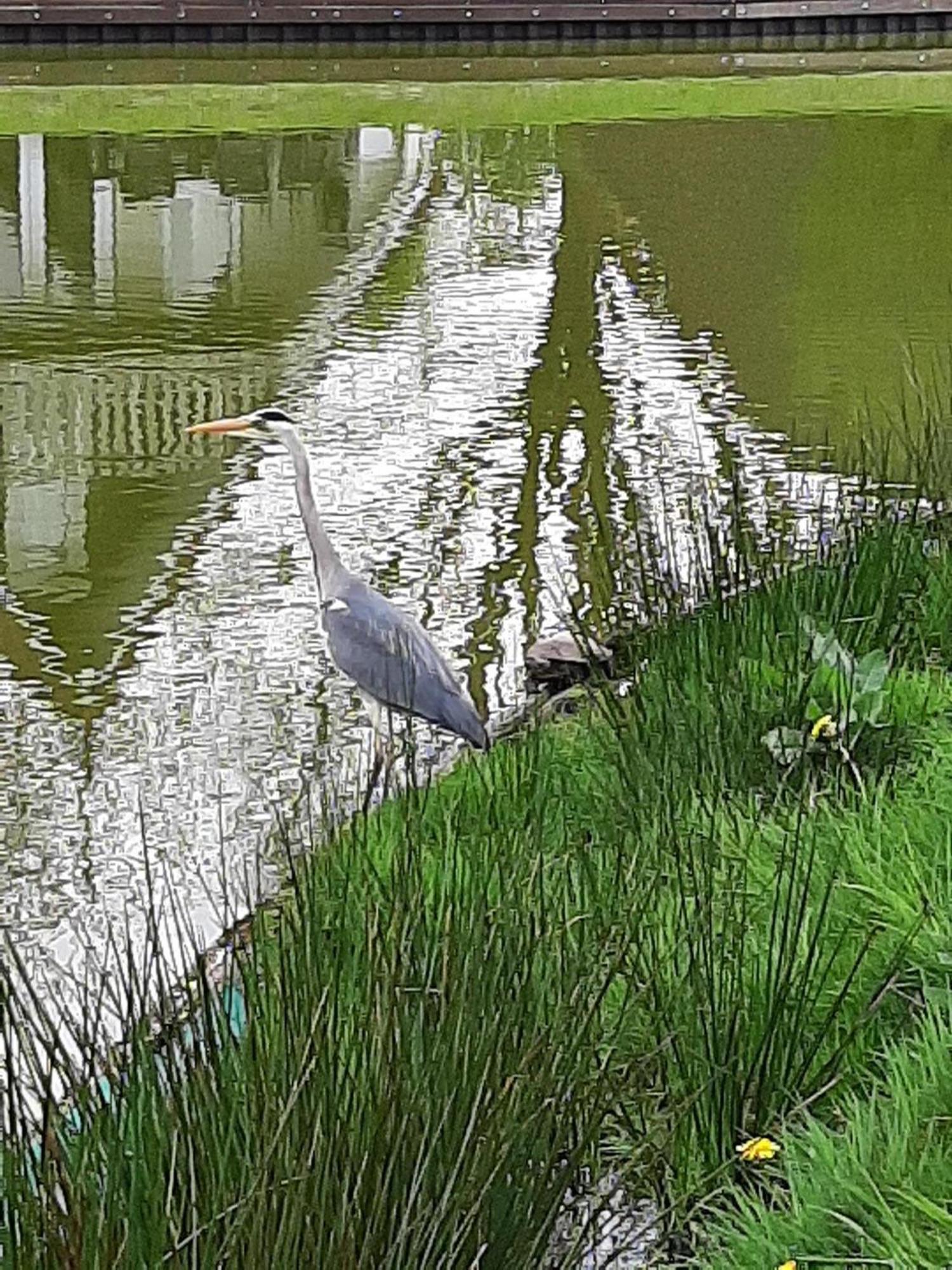 Stijlvol Aan De Visvijver Gramsbergen Zewnętrze zdjęcie